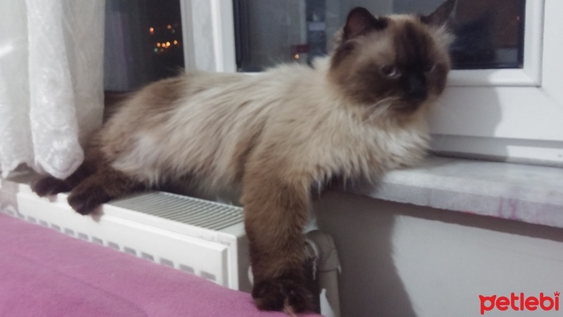 Himalayan, Kedi  Gölge fotoğrafı