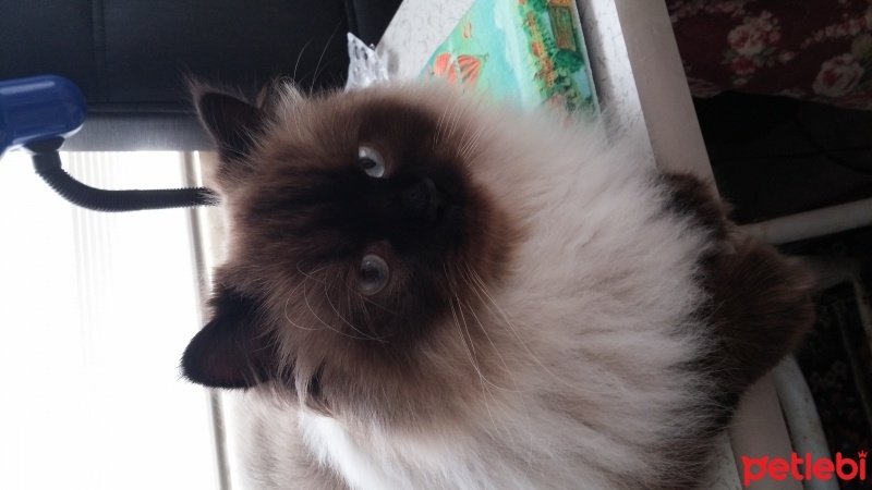 Himalayan, Kedi  Gölge fotoğrafı