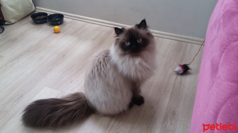Himalayan, Kedi  Gölge fotoğrafı