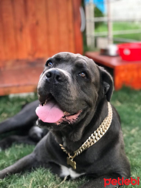 Cane Corso Italiano, Köpek  Zeus fotoğrafı
