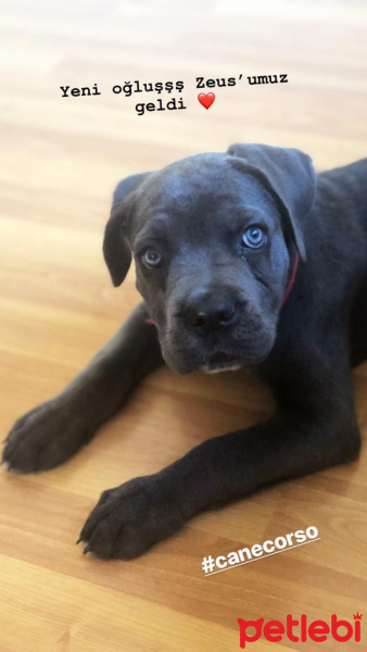 Cane Corso Italiano, Köpek  Zeus fotoğrafı