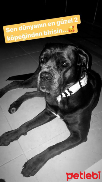 Cane Corso Italiano, Köpek  Zeus fotoğrafı