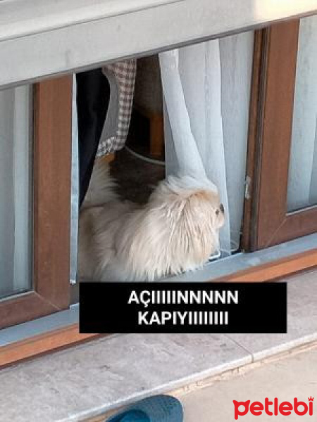 Pekingese, Köpek  Maylo fotoğrafı