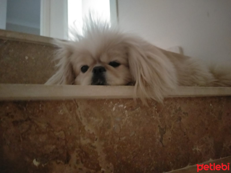 Pekingese, Köpek  Maylo fotoğrafı