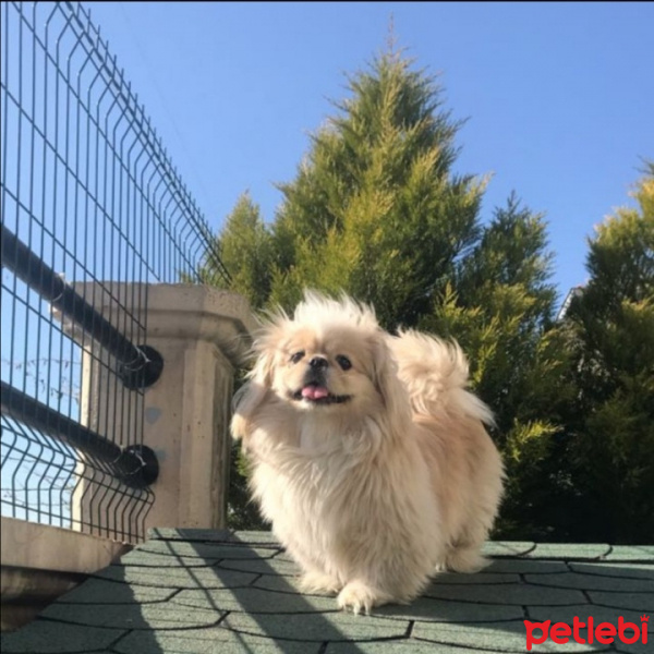 Pekingese, Köpek  Maylo fotoğrafı
