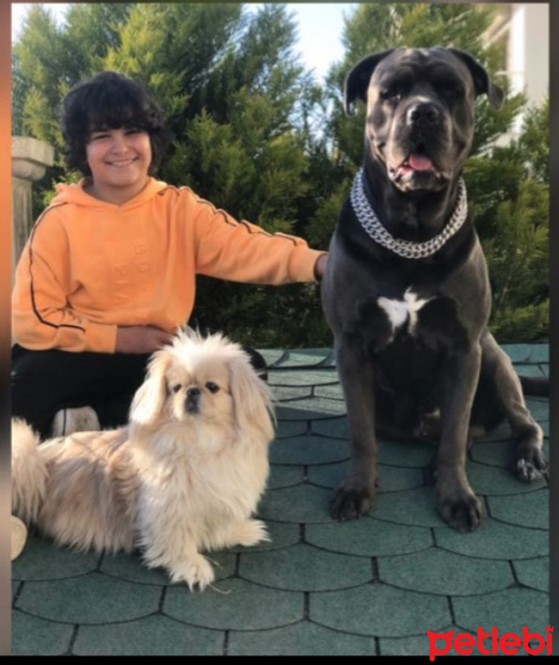 Pekingese, Köpek  Maylo fotoğrafı