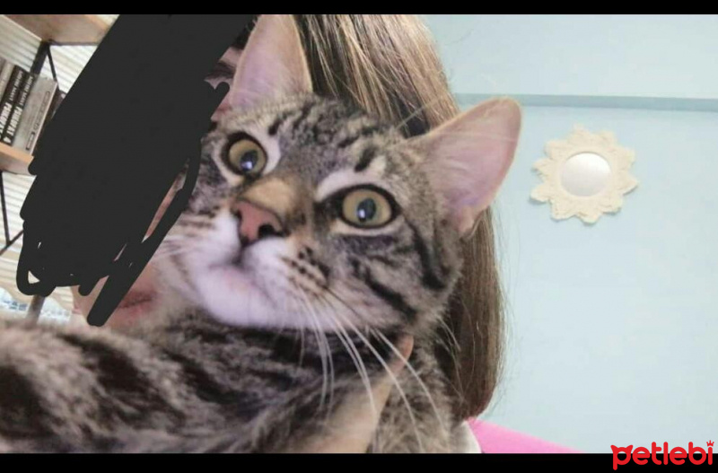 Tekir Kedi, Kedi  Hulusi fotoğrafı