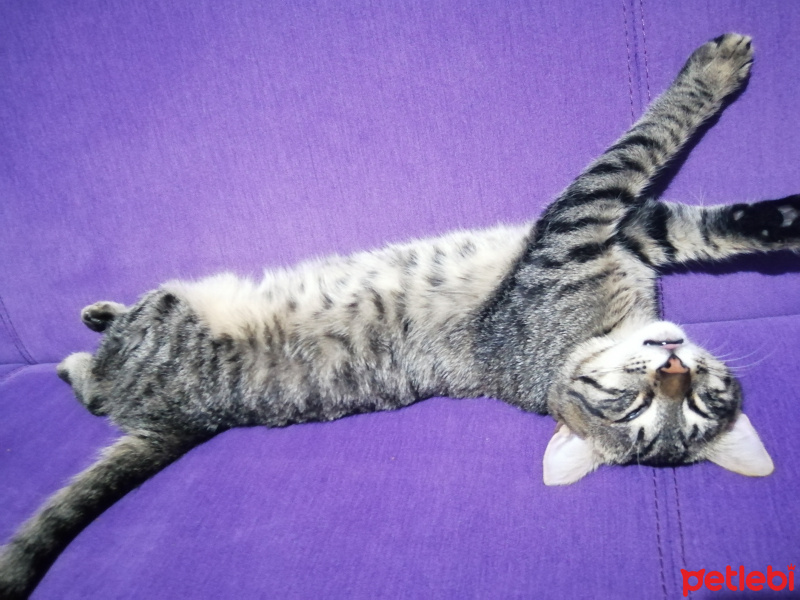 Tekir Kedi, Kedi  Hulusi fotoğrafı