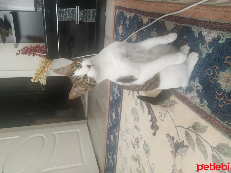 Tekir Kedi, Kedi  Roka fotoğrafı