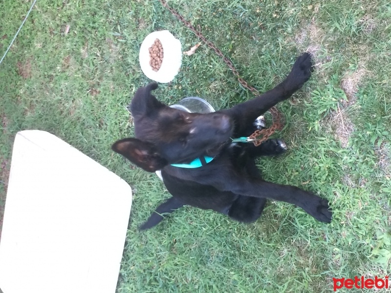 Alman Çoban Köpeği, Köpek  Bitter fotoğrafı