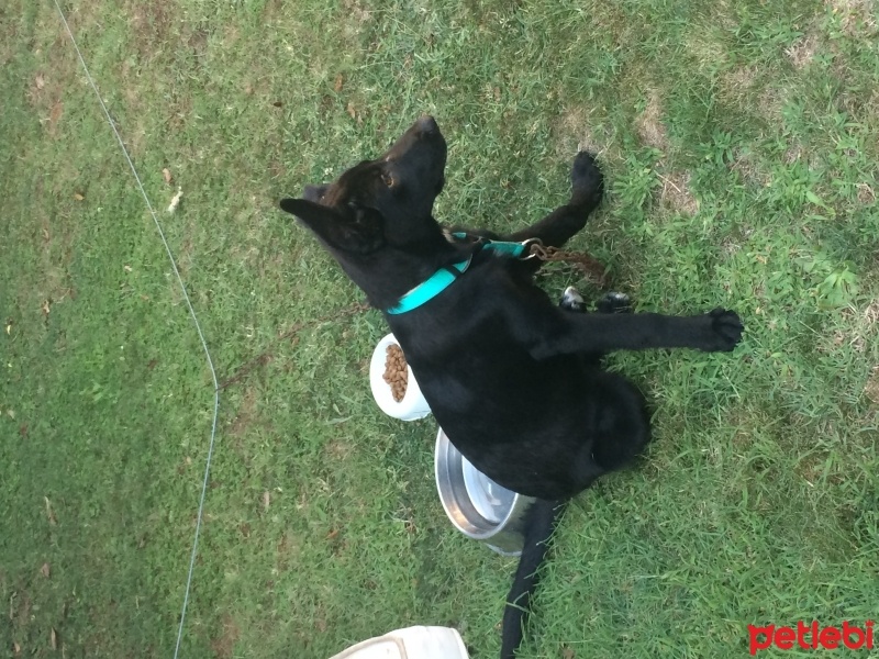 Alman Çoban Köpeği, Köpek  Bitter fotoğrafı