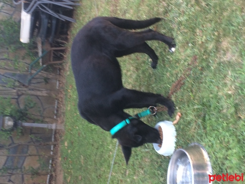 Alman Çoban Köpeği, Köpek  Bitter fotoğrafı