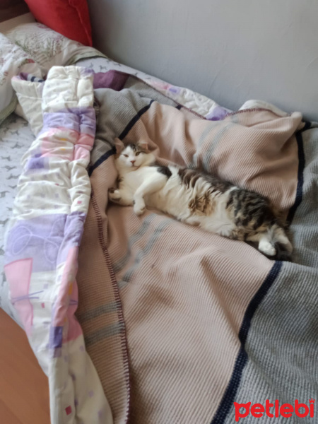 Tekir Kedi, Kedi  PABLO fotoğrafı