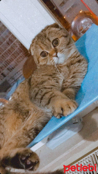 Scottish Fold, Kedi  Safiye fotoğrafı
