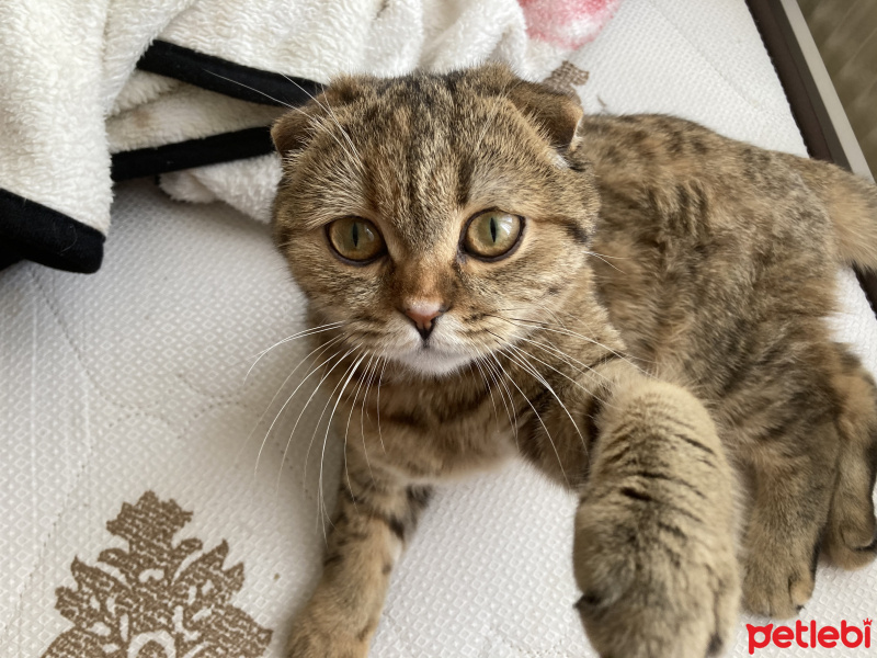 Scottish Fold, Kedi  Safiye fotoğrafı