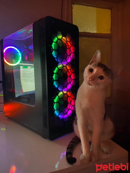 Tekir Kedi, Kedi  Duman fotoğrafı
