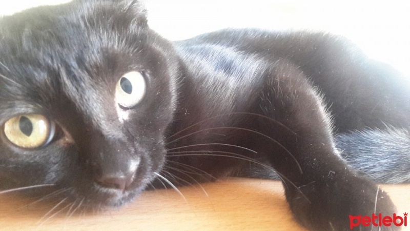 Bombay, Kedi  Puding fotoğrafı