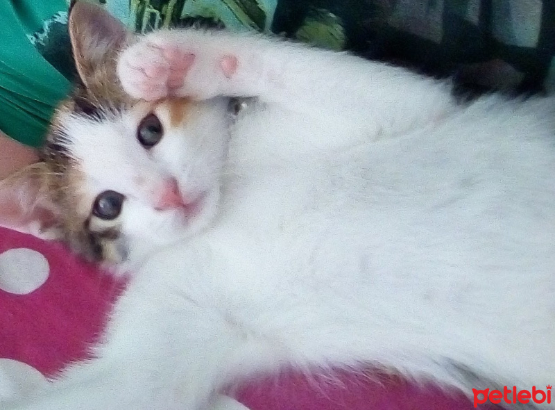 Tekir Kedi, Kedi  Balım fotoğrafı