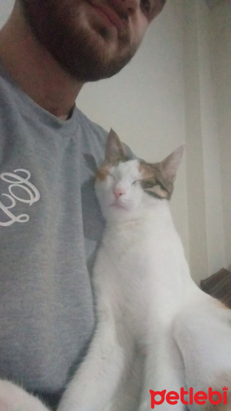 Tekir Kedi, Kedi  Balım fotoğrafı