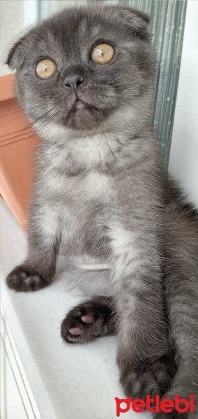 Scottish Fold, Kedi  gölge fotoğrafı