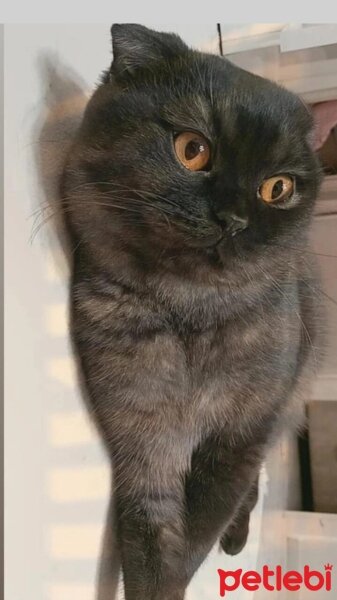 Scottish Fold, Kedi  gölge fotoğrafı