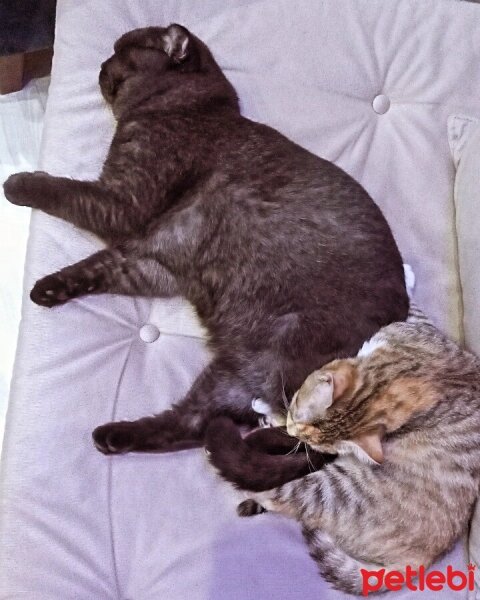 Scottish Fold, Kedi  gölge fotoğrafı