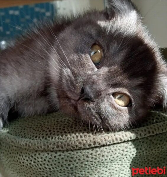 Scottish Fold, Kedi  gölge fotoğrafı