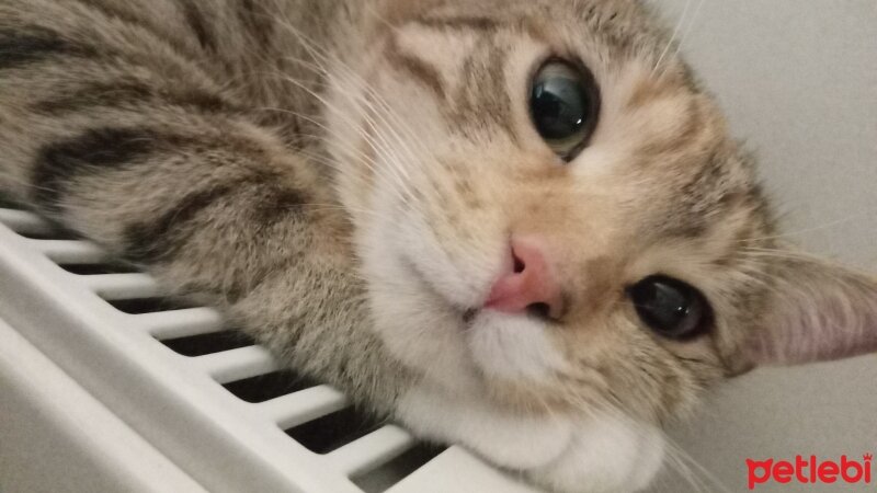 Scottish Fold, Kedi  gölge fotoğrafı