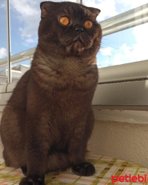 Scottish Fold, Kedi  gölge fotoğrafı