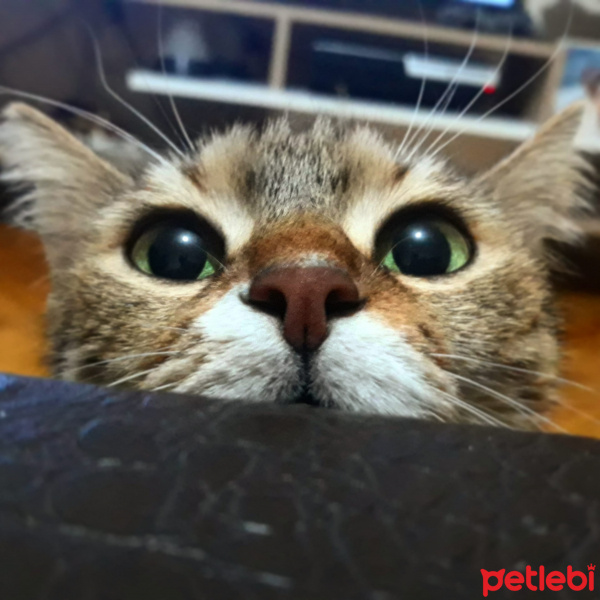 Tekir Kedi, Kedi  Gülistan fotoğrafı