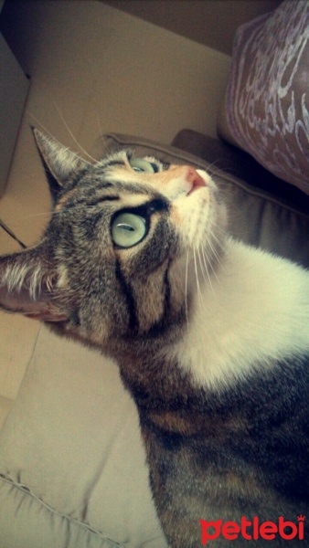 Tekir Kedi, Kedi  shila fotoğrafı