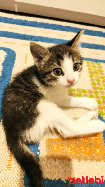Tekir Kedi, Kedi  Bulut fotoğrafı