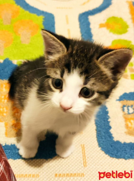 Tekir Kedi, Kedi  Bulut fotoğrafı