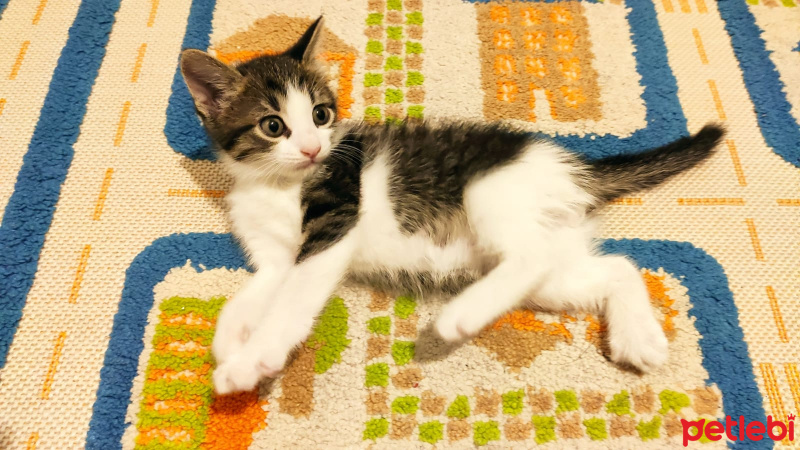 Tekir Kedi, Kedi  Bulut fotoğrafı