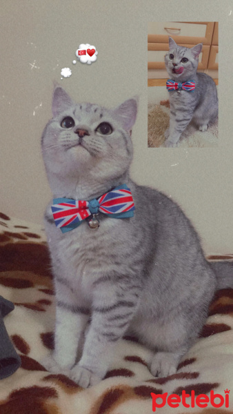 British Shorthair, Kedi  Sütlaç fotoğrafı