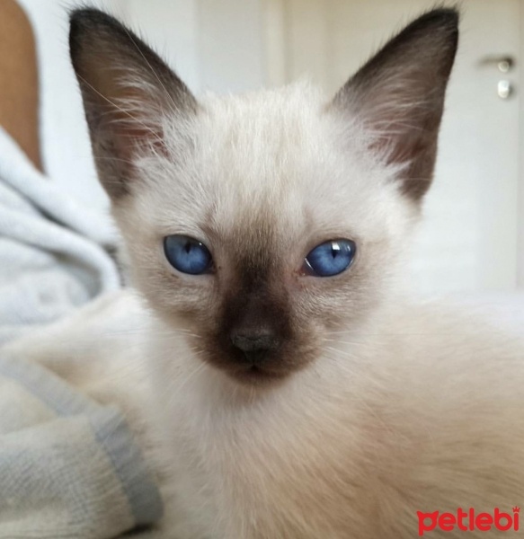 Siyam Kedisi, Kedi  Arya fotoğrafı