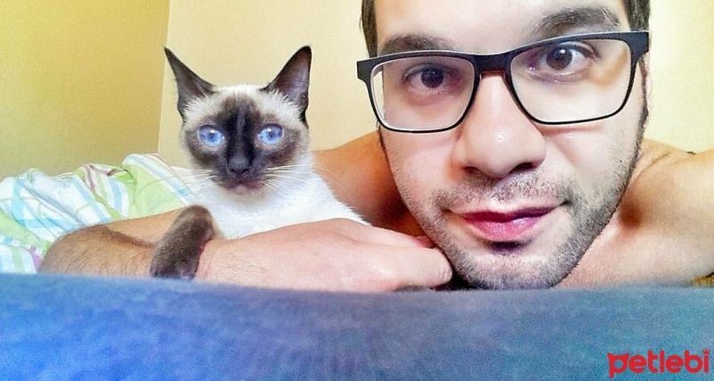 Siyam Kedisi, Kedi  Arya fotoğrafı