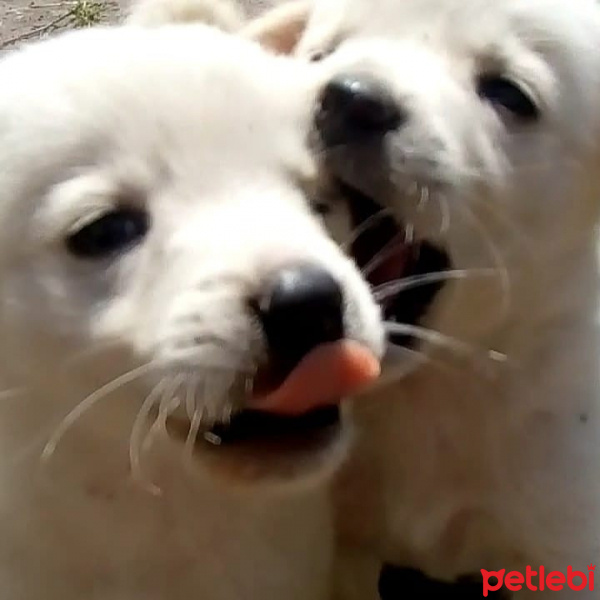 Akbaş, Köpek  Parlak fotoğrafı