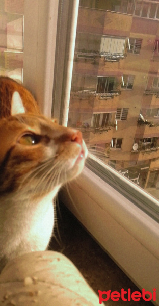 Tekir Kedi, Kedi  Şımarık fotoğrafı