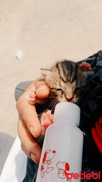 Tekir Kedi, Kedi  Prenses fotoğrafı