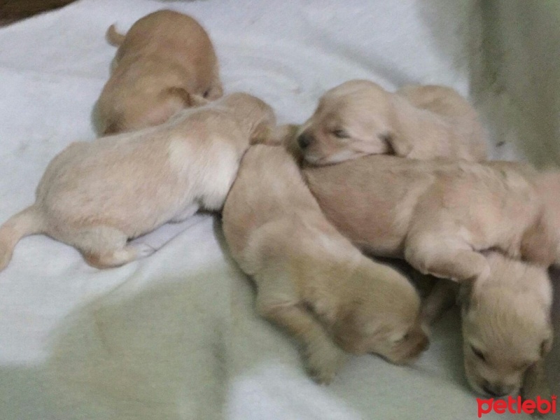 Golden Retriever, Köpek  yavru golden fotoğrafı