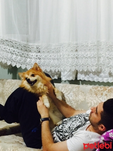 Pomeranyalı, Köpek  Haftasonu acil alex pasama sahip ariyorum fotoğrafı