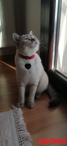 British Shorthair, Kedi  Hera fotoğrafı