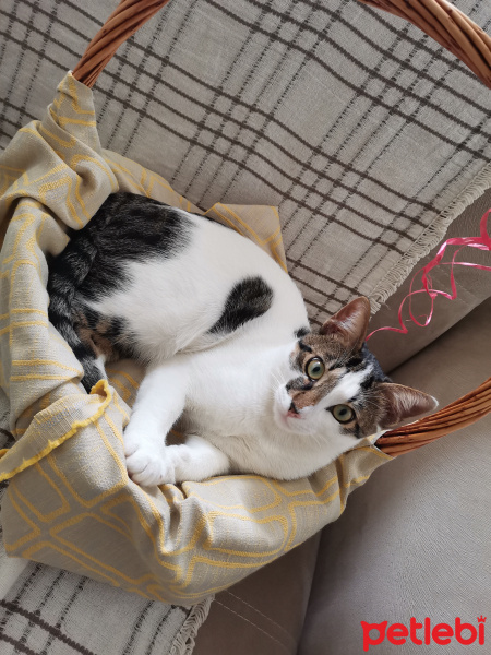 Tekir Kedi, Kedi  Şans fotoğrafı