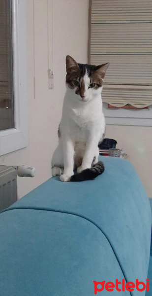 Tekir Kedi, Kedi  Şans fotoğrafı