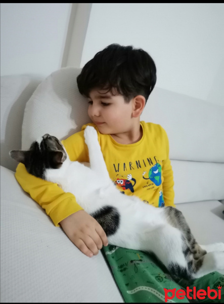 Tekir Kedi, Kedi  Şans fotoğrafı