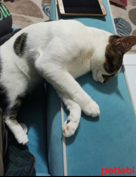 Tekir Kedi, Kedi  Şans fotoğrafı