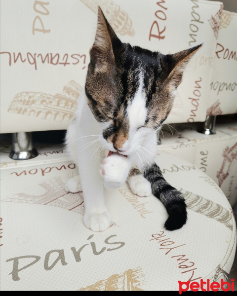 Tekir Kedi, Kedi  Şans fotoğrafı