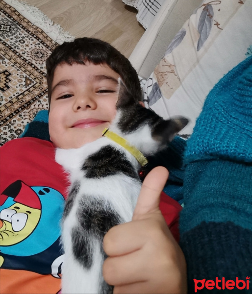 Tekir Kedi, Kedi  Şans fotoğrafı