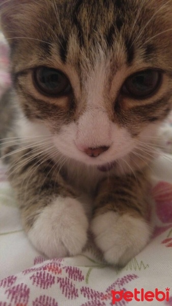 Tekir Kedi, Kedi  Tarçın fotoğrafı